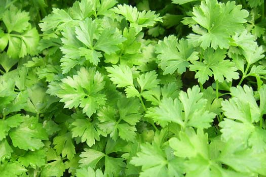How to Grow Parsley