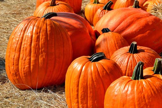 How to Grow Pumpkins