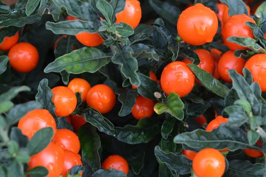 How to Grow Tomatoes