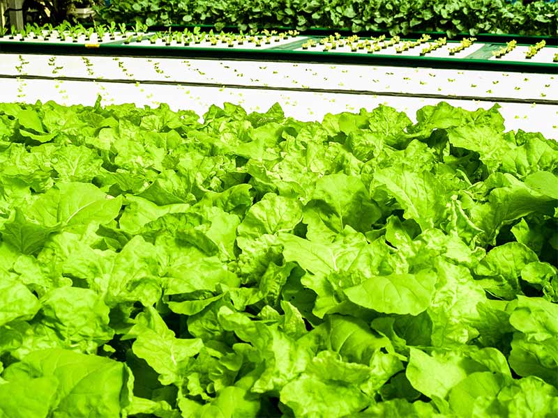 Creating a Hydroponic Garden