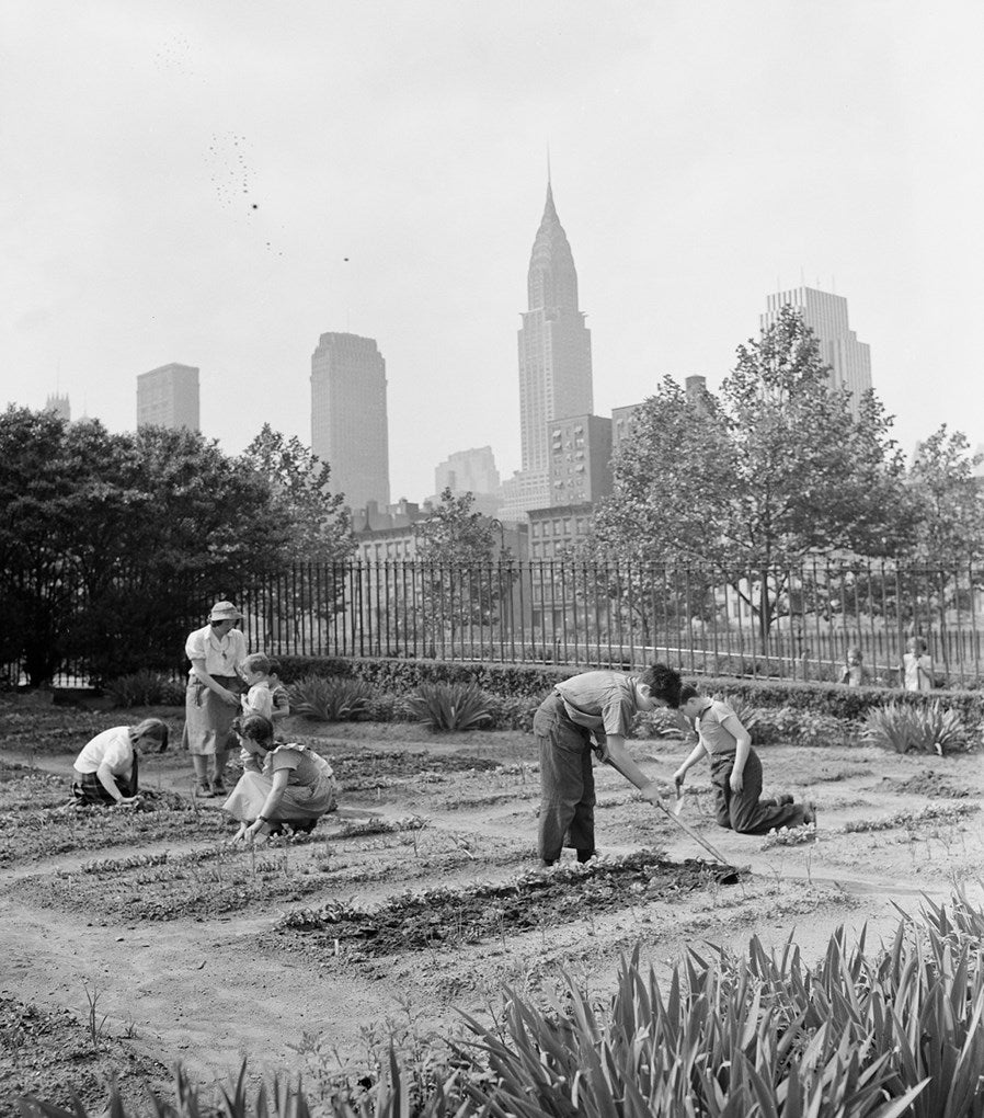 Cultivating Resilience: The History &amp; Modern Revival of Victory Gardens