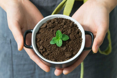 Starting Plants Indoors From Seed