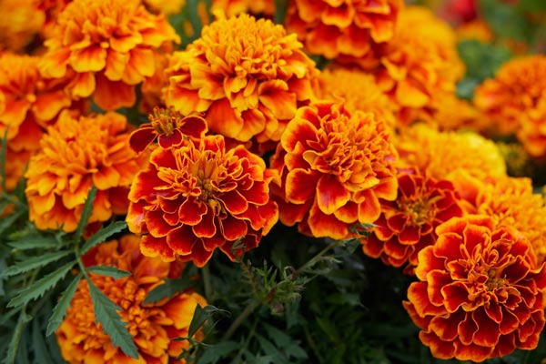 Companion Planting
