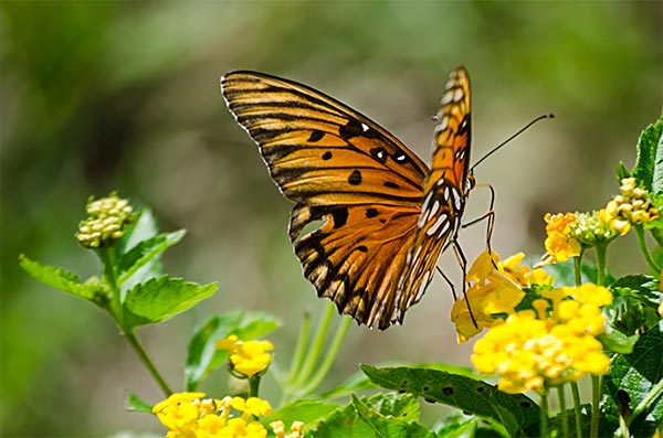 How Can Gardeners Help Save the Butterflies?