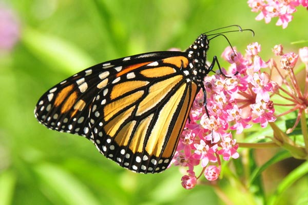 The Importance of Growing Milkweed