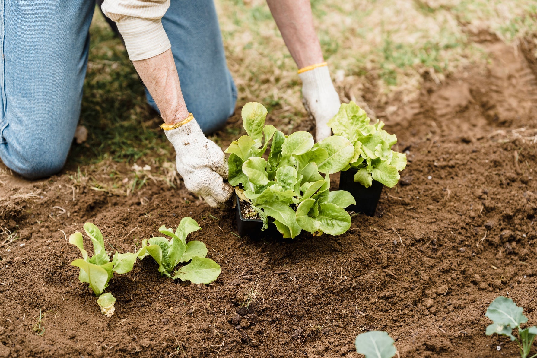 What to Plant in September for a Fall Harvest (And What to Cook When It Comes In)