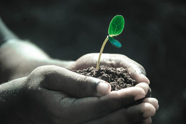 How to Make Well-Drained Soil for Growing Vegetables