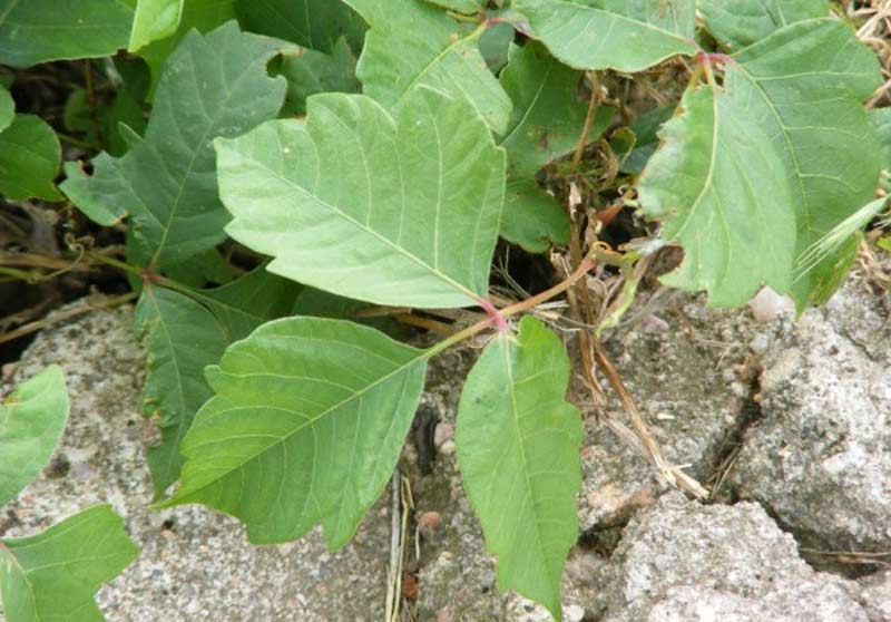The Real Deal On Native Versus Invasive Plants