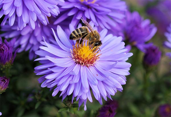 Why are the Bees Disappearing and What to do About it?