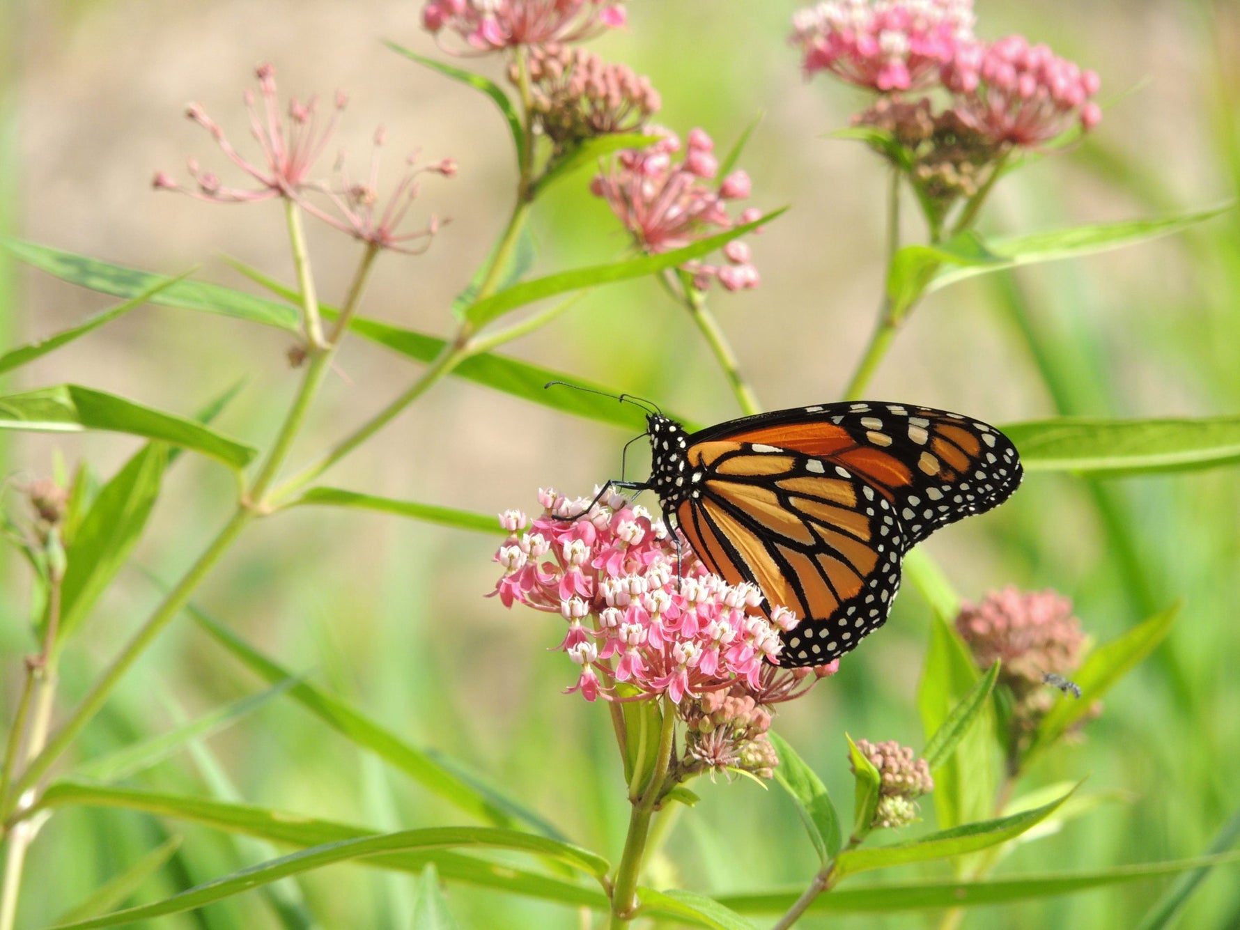 Why Milkweed is so Important for Monarch Butterfly Survival
