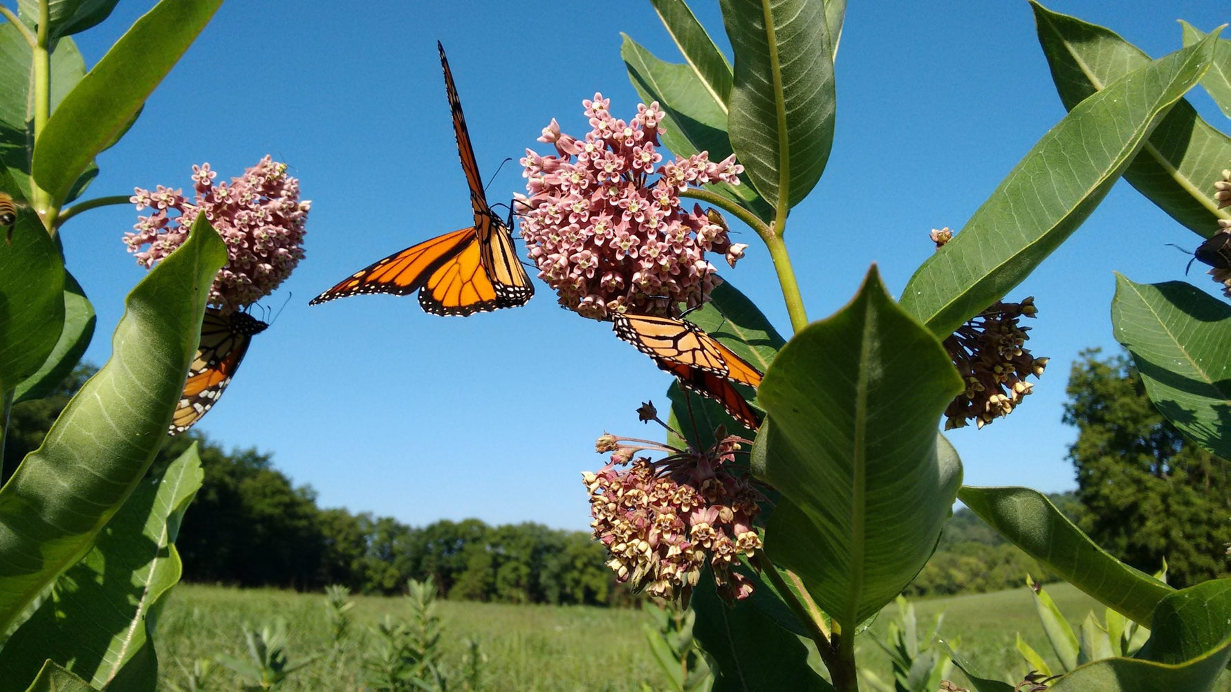 Why Milkweed in the Northeast is so Important for Monarch Butterfly Survival