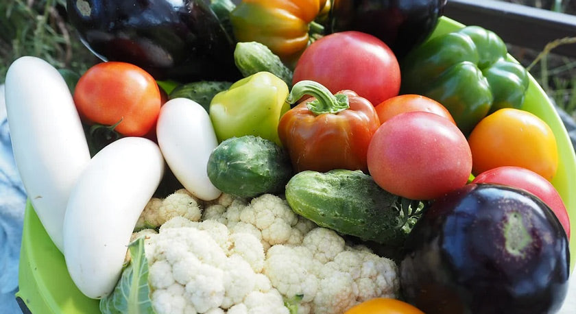 Creating a Family Vegetable Garden