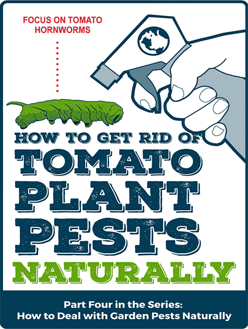 How to get Rid of Tomato Plant Pests Naturally: Focus on Tomato Hornworms - Part Four of a Series