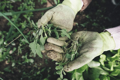 Effective Weed Control in the Garden