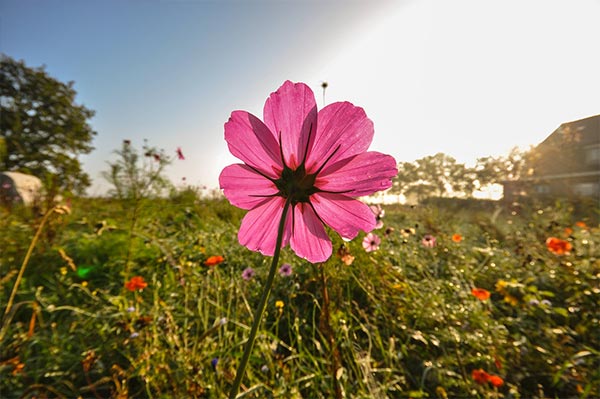 How to Create a Wildflower Garden