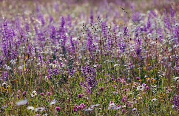 Creating an Eco-Friendly Garden