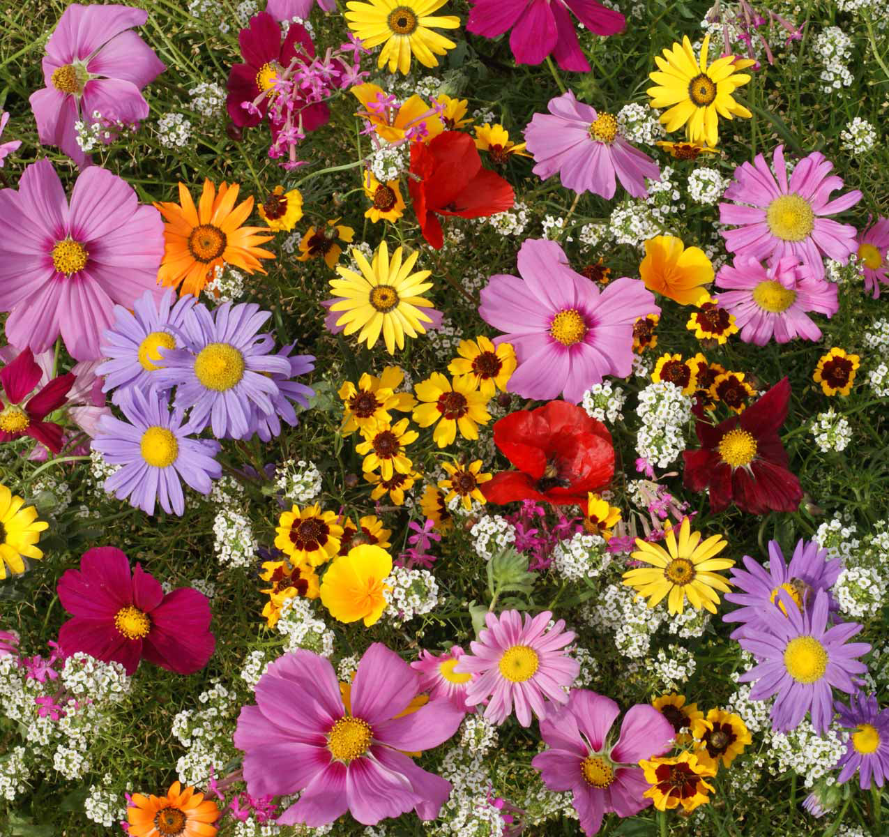 Flower Seed Packets