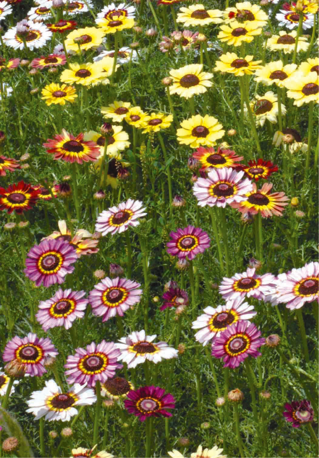 Bulk Seed on Sale