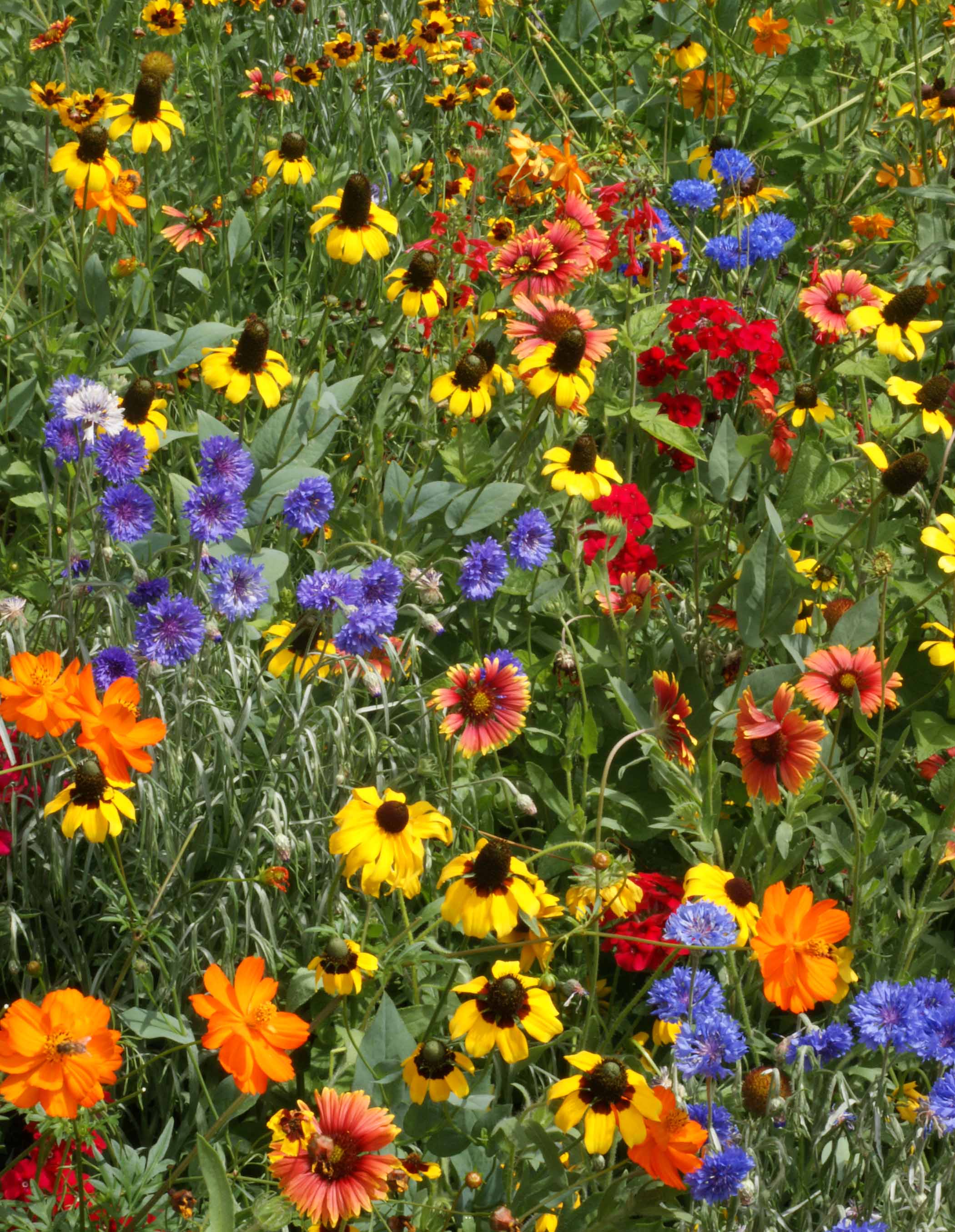 Bulk Seed - Flower