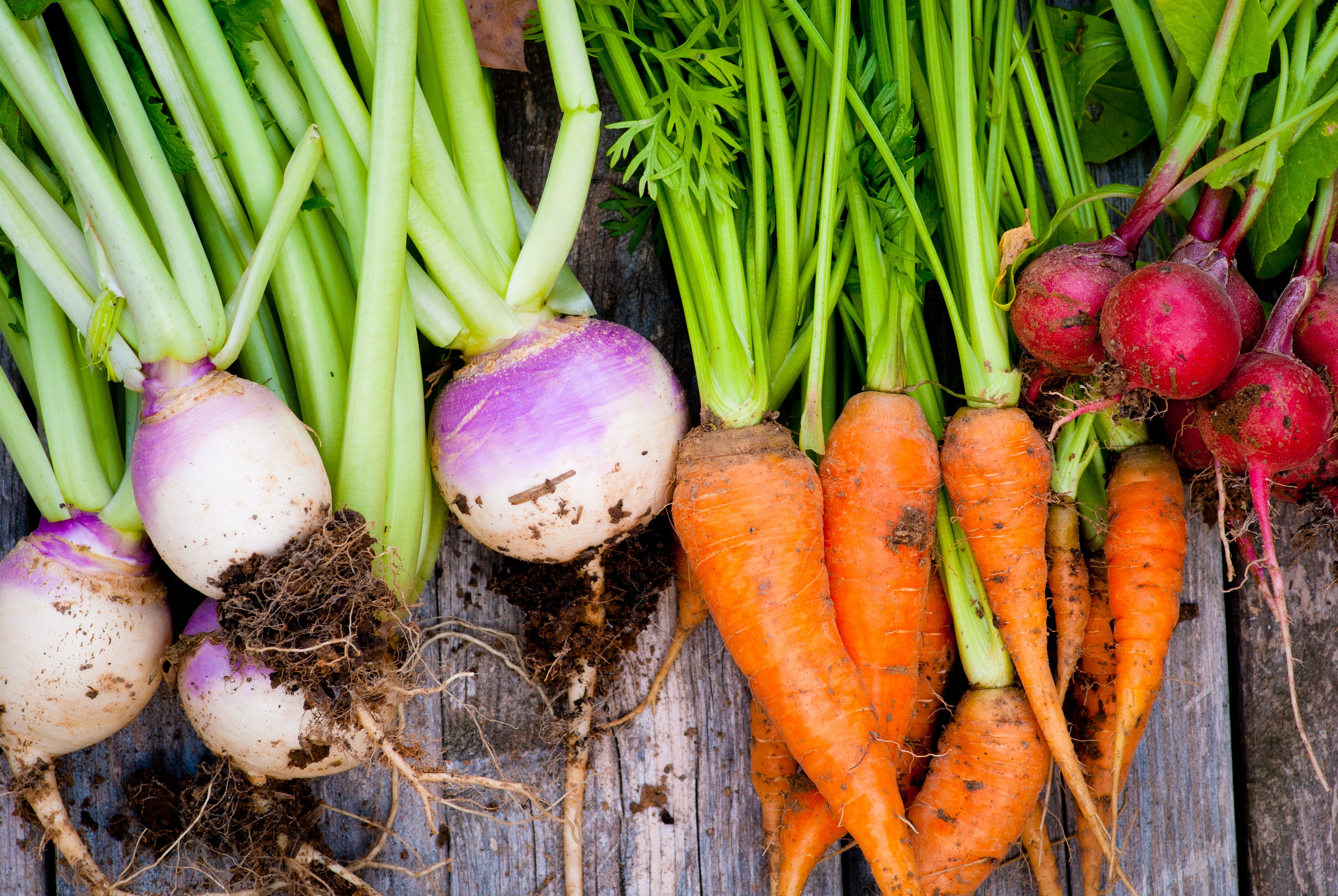 Vegetables including tomatoes, peppers, carrots, radishes, corn, peas, beans, squash and more.