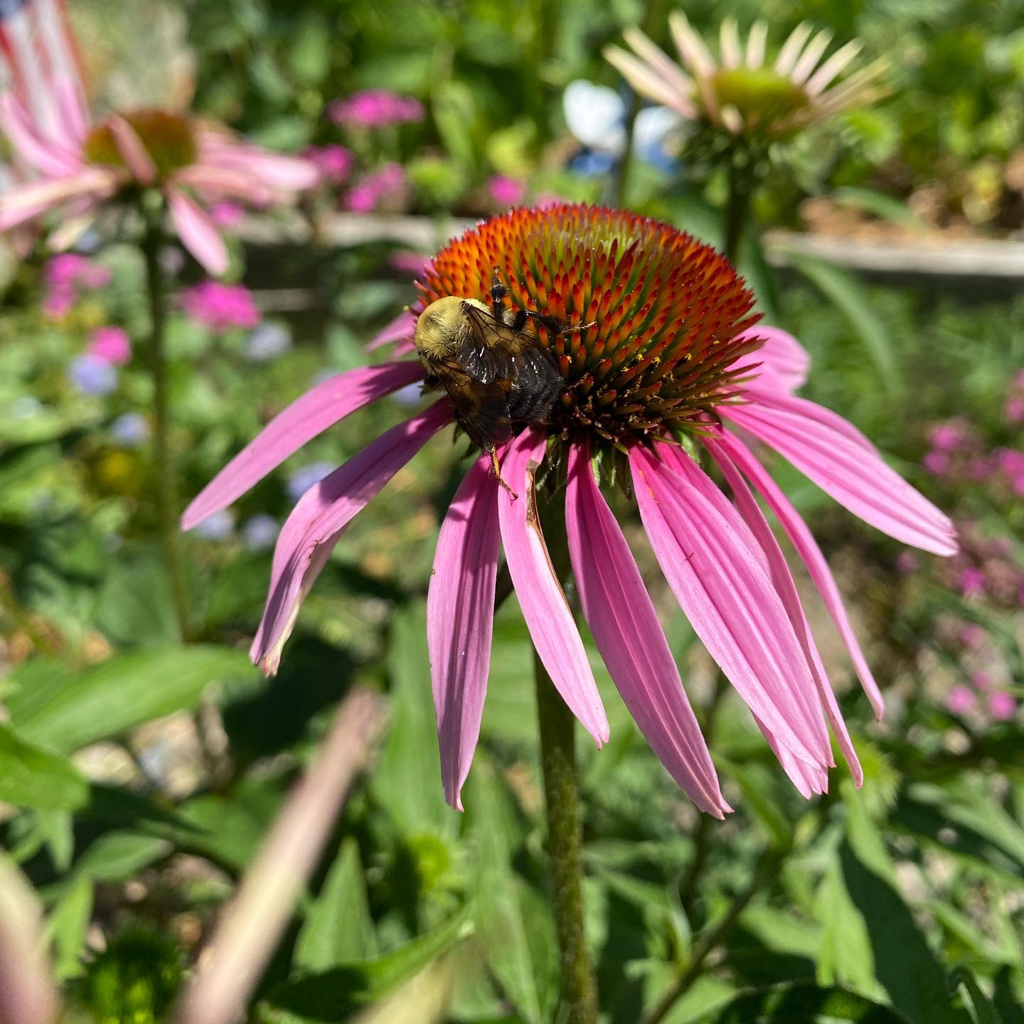 Perennial Flower Seed Packets