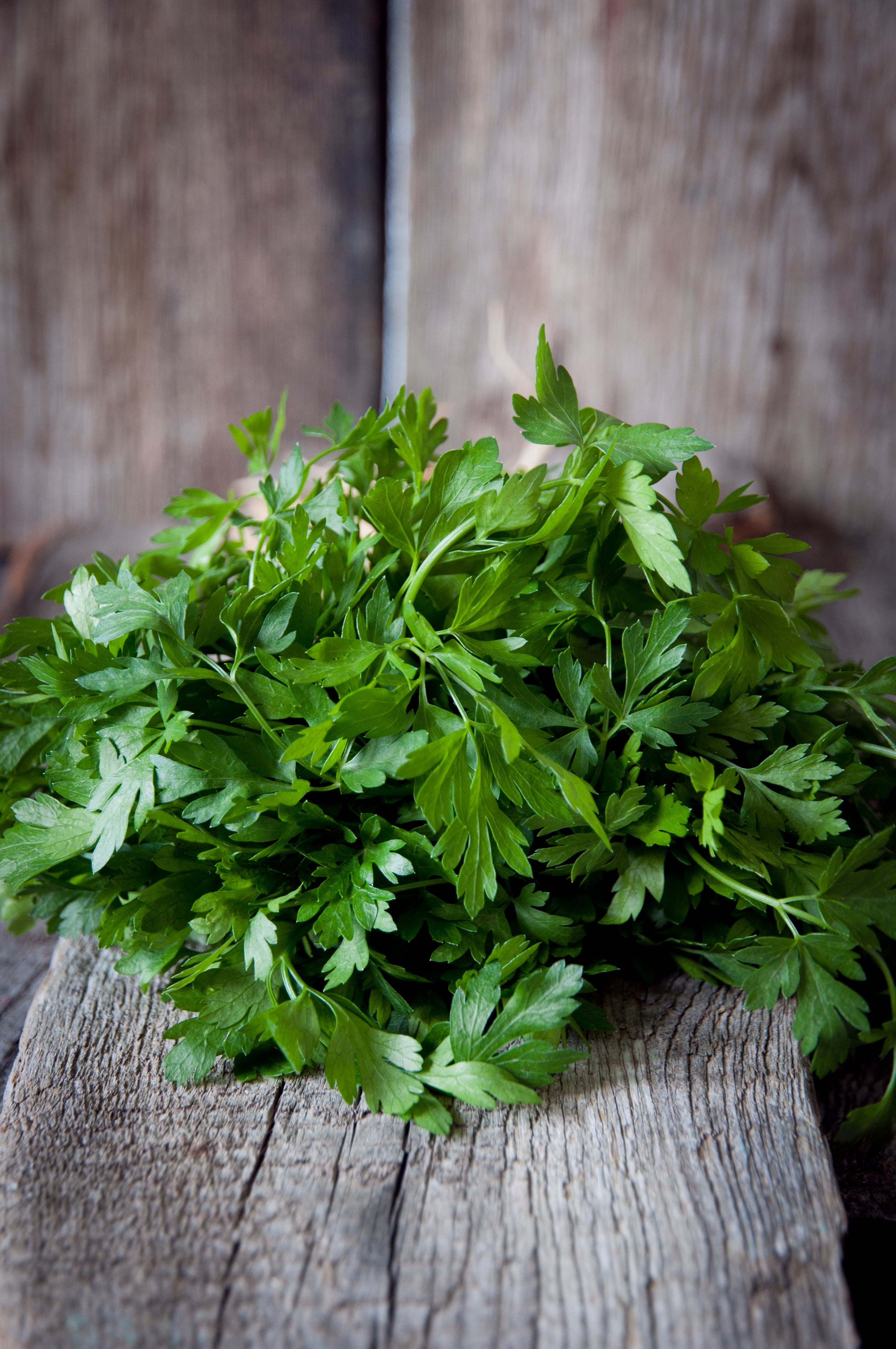 Bulk Seed - Herb