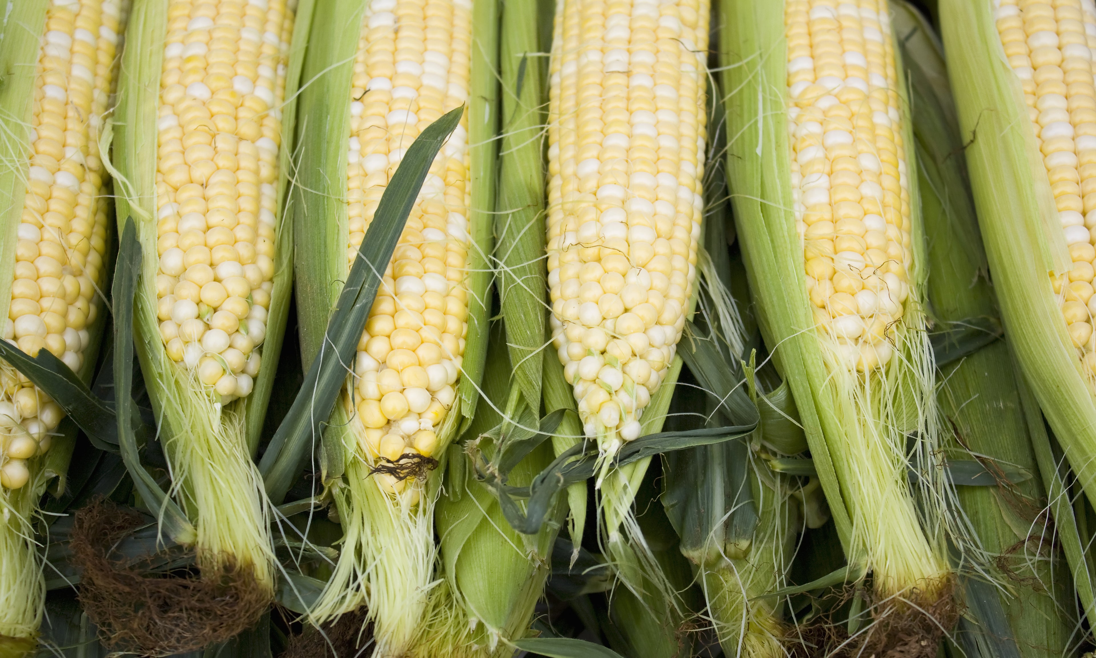 Bulk Seed - Vegetable