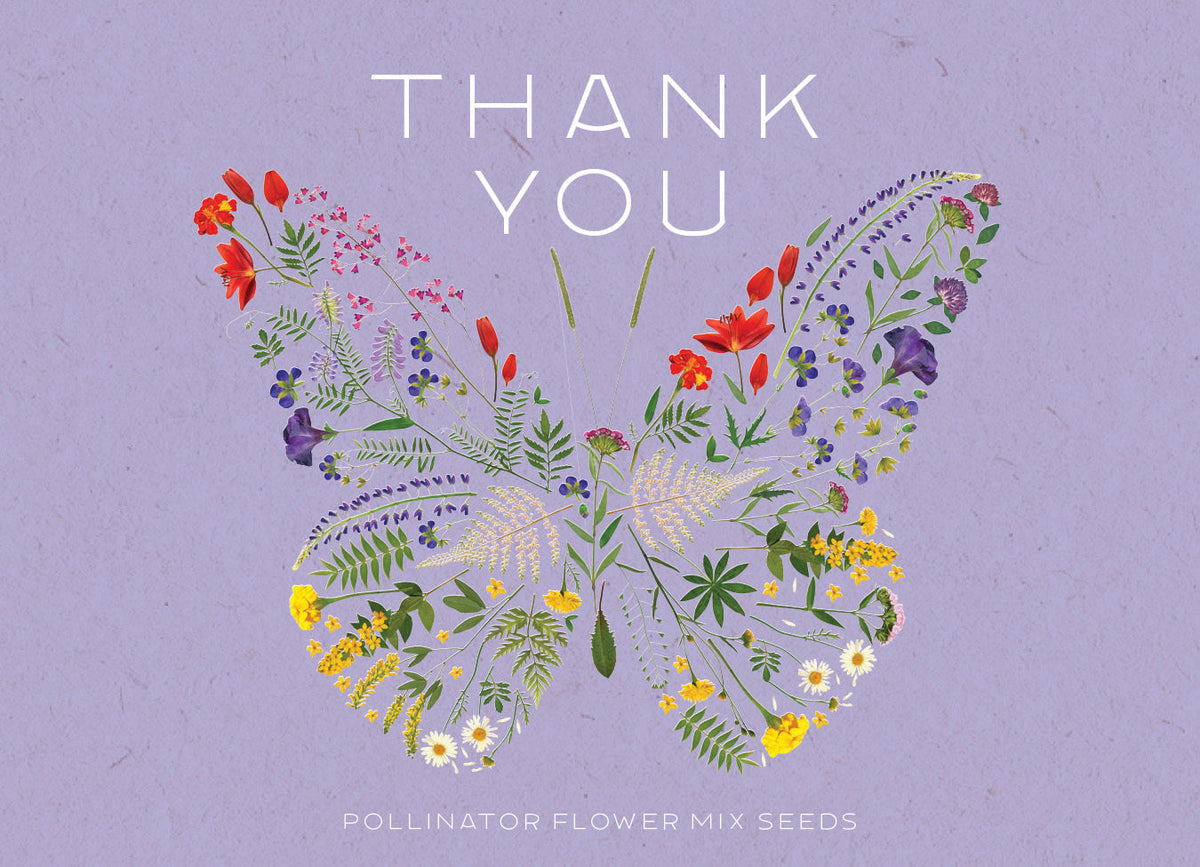 Thank You Butterfly Pollinator - Pollinator Flower Mix Seed Packets - Bentley Seeds