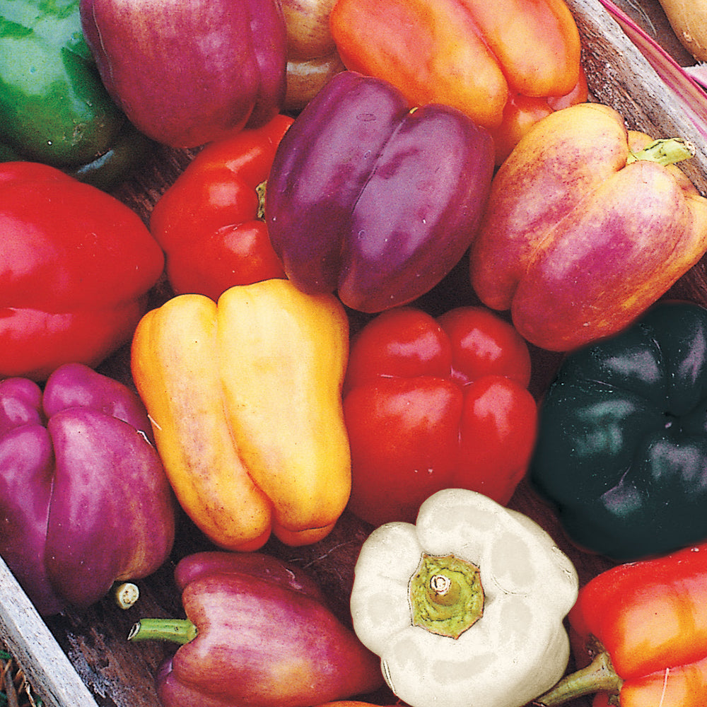 garden seeds market contact Harvest Garden Seed Packet - Kit