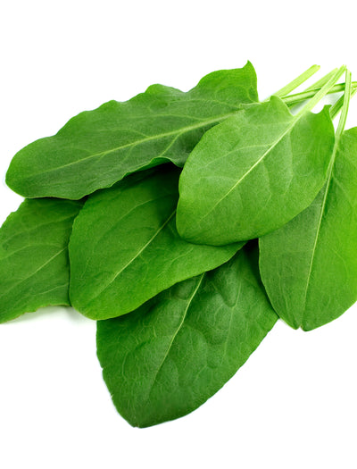 Sorrel garden seeds