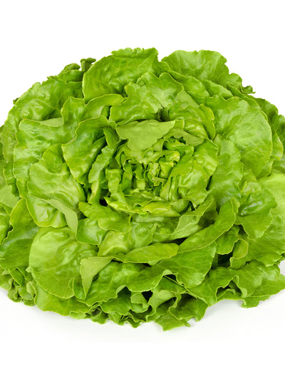 Lettuce, White Boston garden seeds