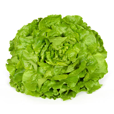 Lettuce, White Boston garden seeds