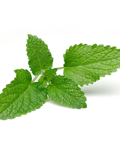 Lemon Balm flower seeds