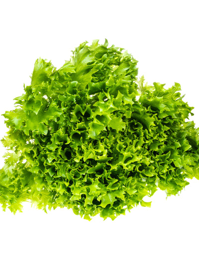 Lettuce, Green Ice flower seeds
