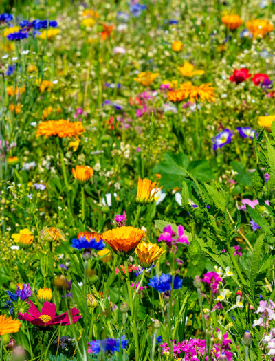 All Purpose Wildflower Mix Seed garden seeds