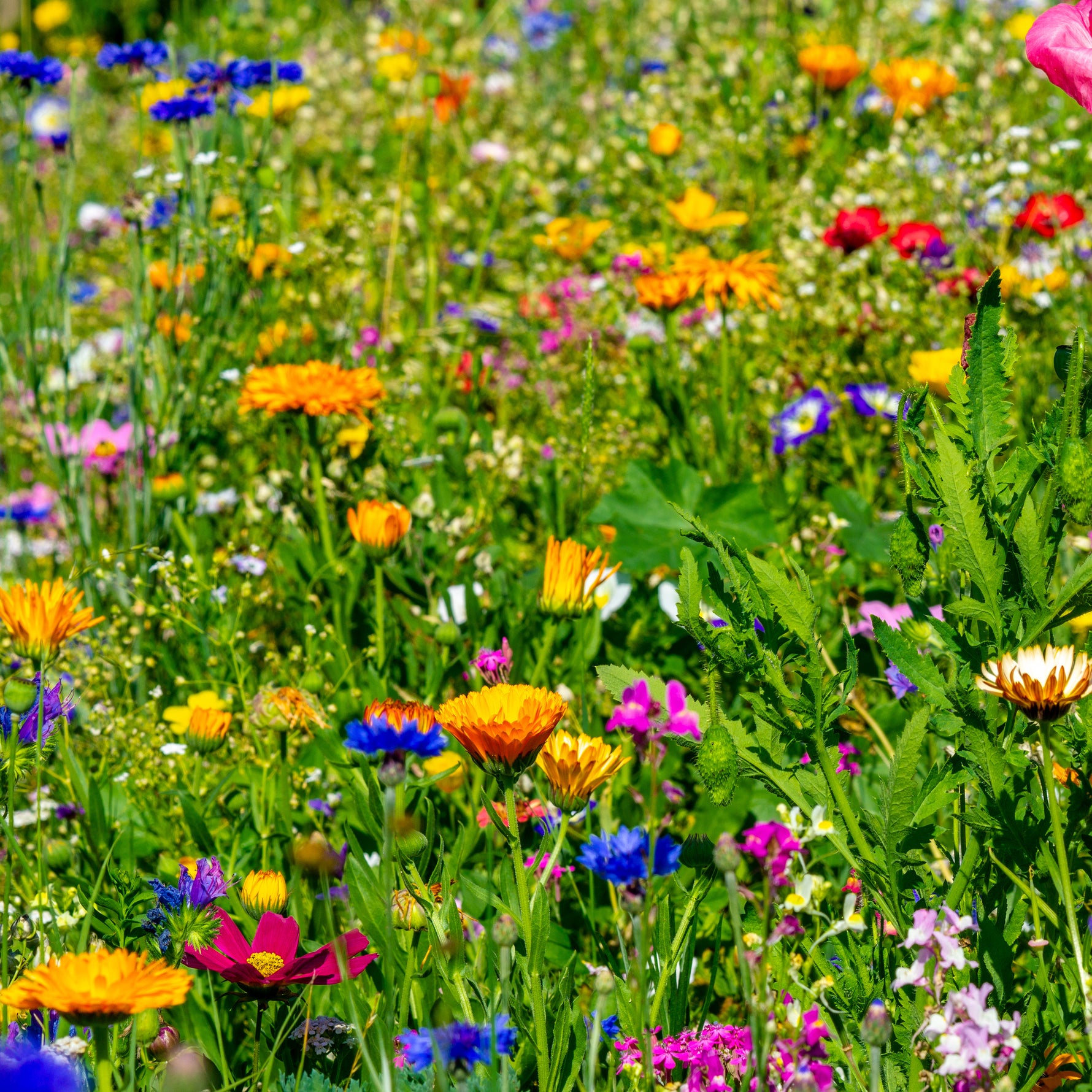 mixed flower seeds in bulk All Purpose Wildflower Mix Seed - Bulk Seed