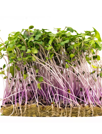 Microgreens, Mild Mix garden seeds