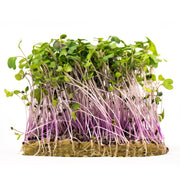 Microgreens, Mild Mix Seed Packets garden seeds