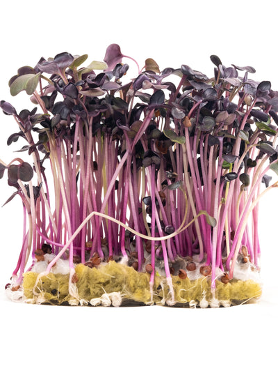 Microgreens, Spicy Mix garden seeds