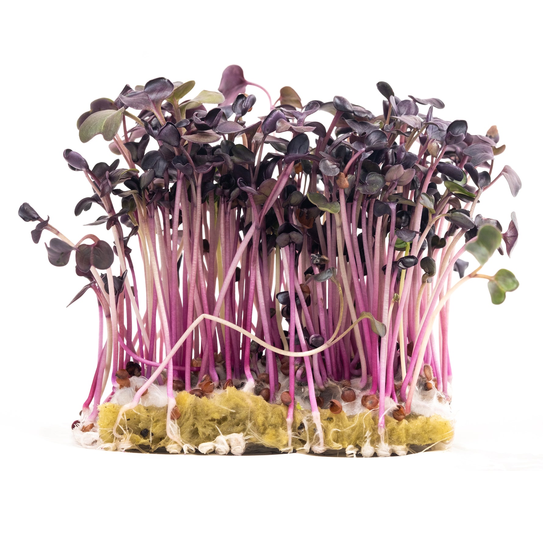 micro flower seeds Microgreens, Spicy Mix Seed Packets