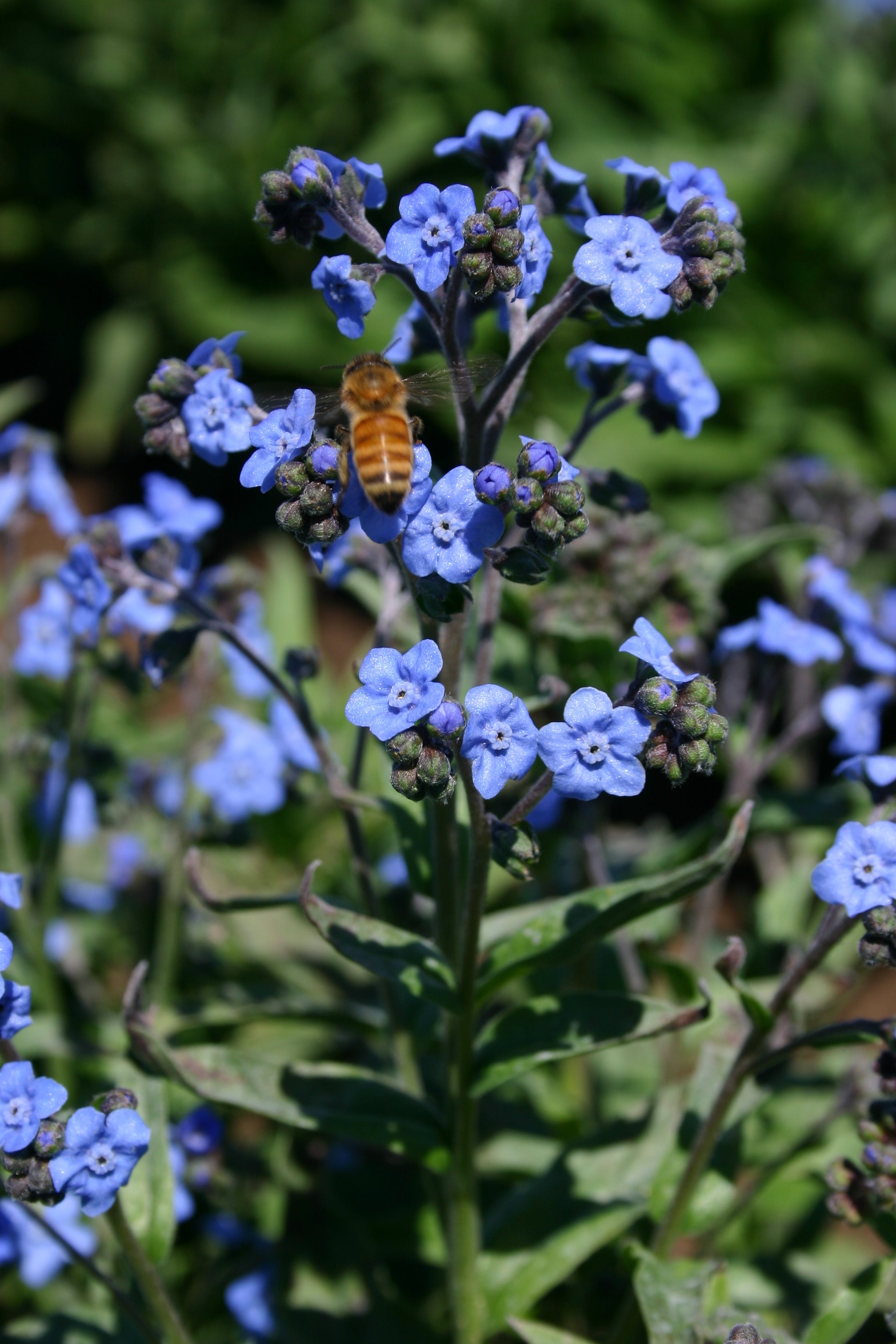 Seeds of Remembrance Memorial - Forget Me Not Seed Packets