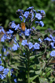 Seeds of Remembrance Memorial garden seeds