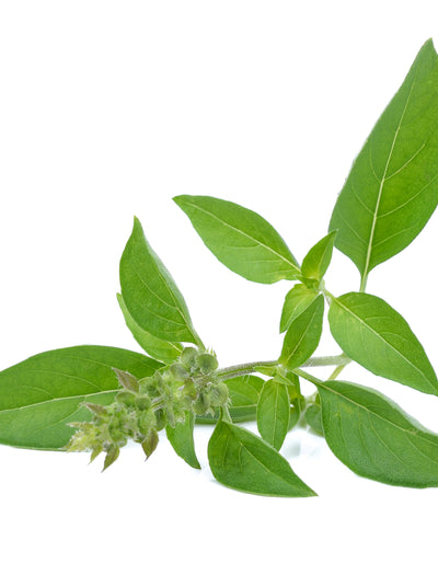 Basil, Lemon seed packet