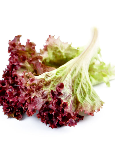 Lettuce, Red Salad Bowl flower seeds