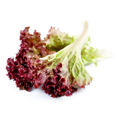 Lettuce, Red Salad Bowl flower seeds
