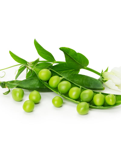 Peas, Little Marvel flower seeds