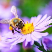 Bee Kind Help Pollinators Kraft Bee garden seeds