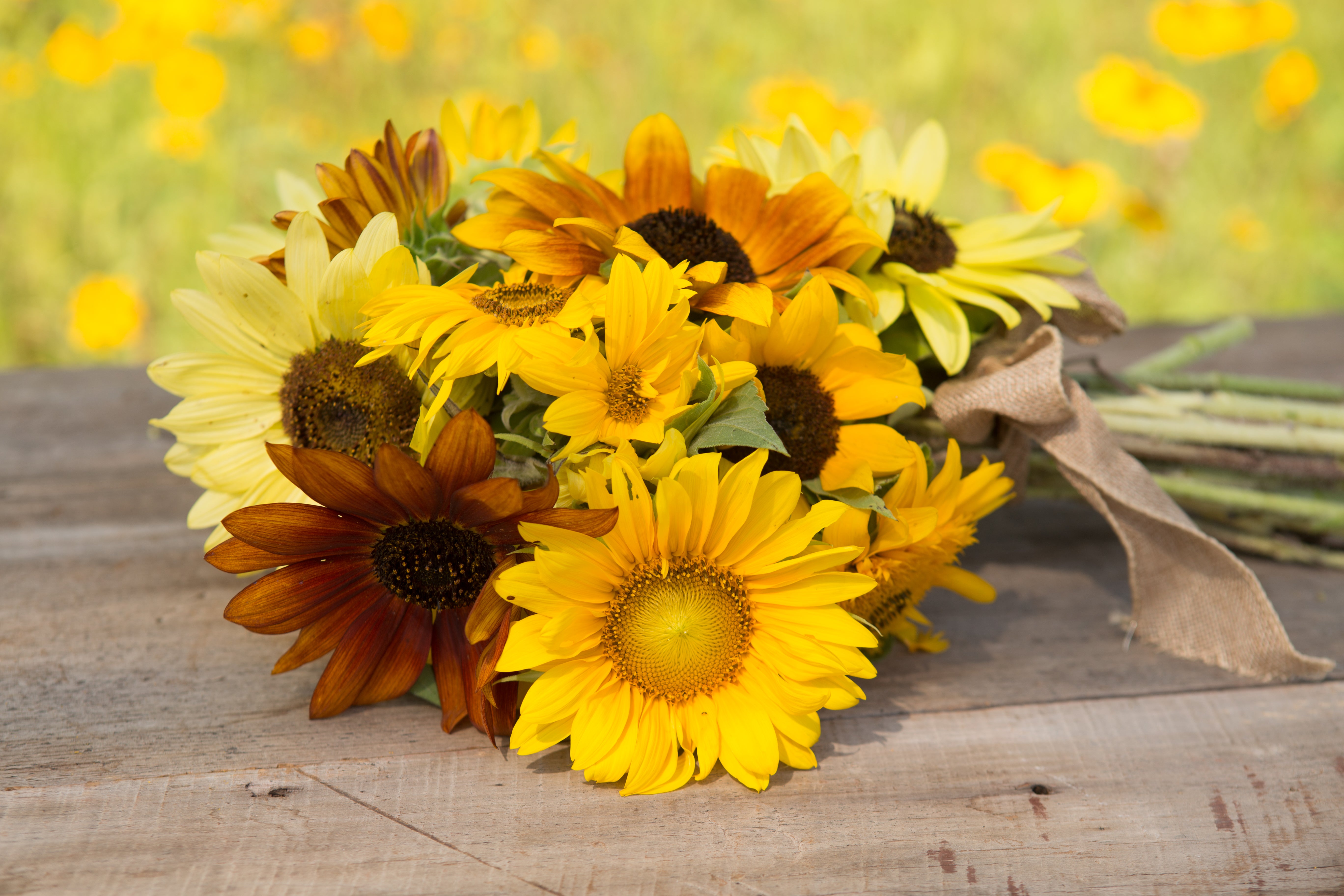 ポポー　ウイルソン　サンフラワー　mainhawk Sunflower, All Sorts Mix - Bulk Seed | Bentley Seeds