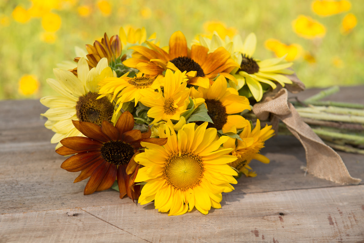 Sunflower, All Sorts Mix seed packet