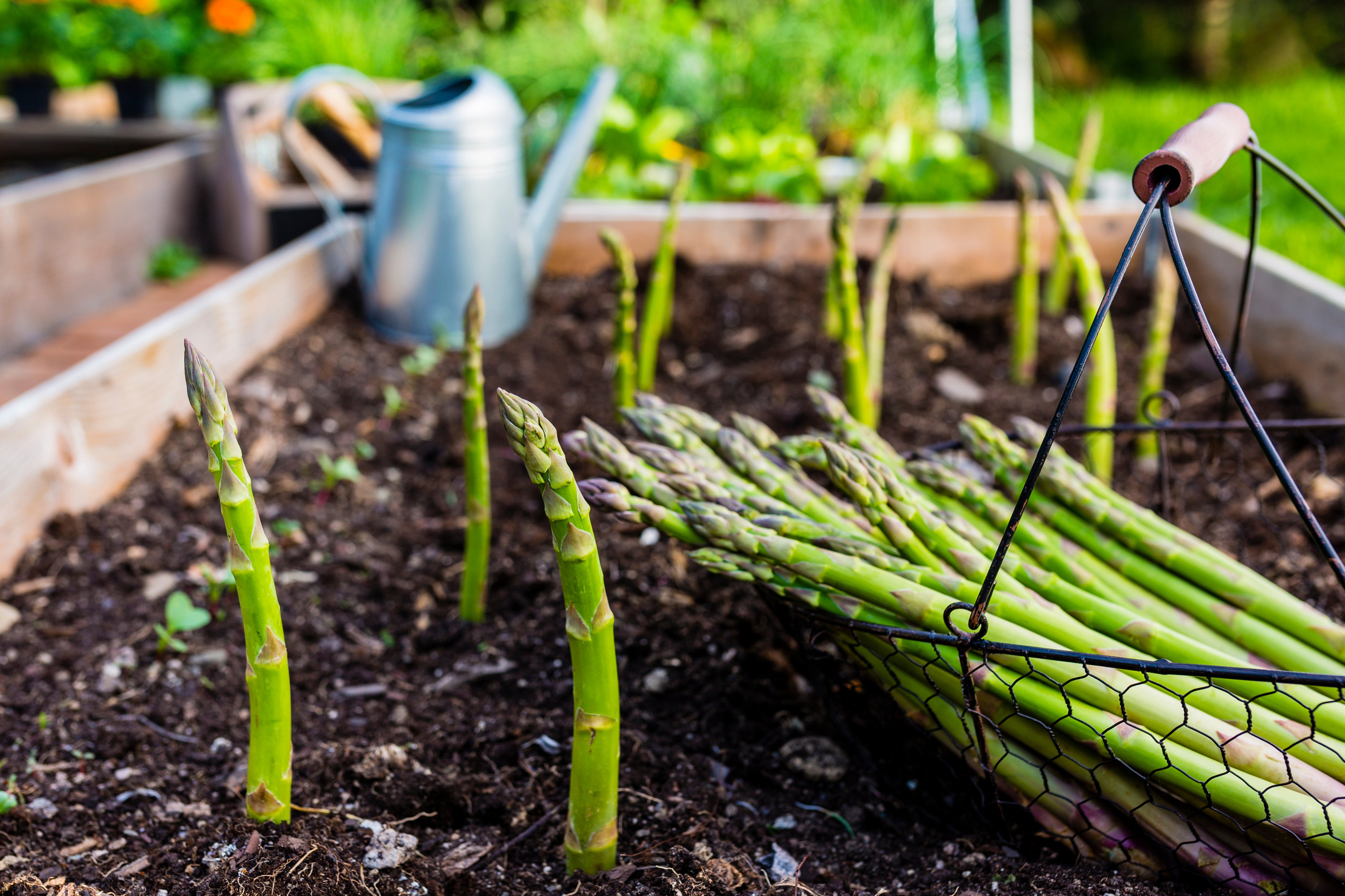 ASPARAGUS 「#1 / モメント」